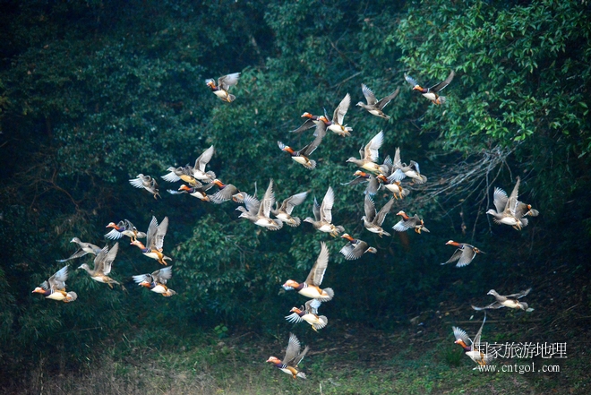 進入初冬，大批野生鴛鴦陸續(xù)飛抵江西婺源縣賦春鎮(zhèn)鴛鴦湖越冬，小精靈們在湖面上或相互依偎、卿卿我我；或隨波逐流、嬉戲打鬧，悠閑自在生活在青山綠水之間，優(yōu)良的水域和豐富的湖畔闊葉林，為鴛鴦過冬提供良好生存環(huán)境，婺源鴛鴦湖已成為亞洲最大的野生鴛鴦越冬棲息地。（攝于12月4日下午）