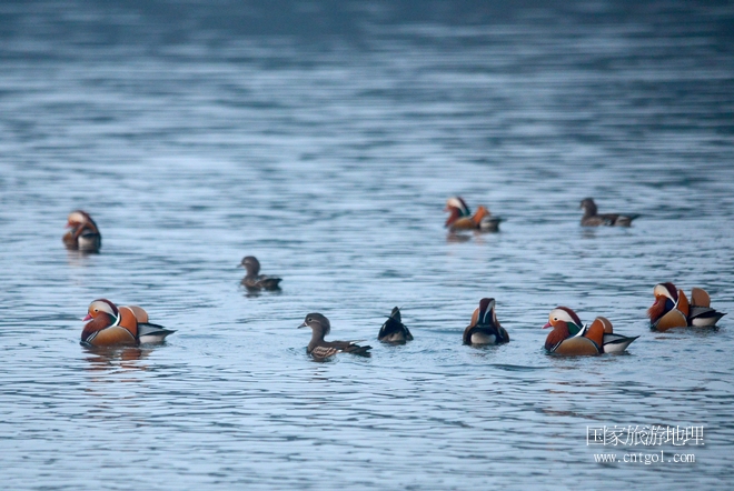 進入初冬，大批野生鴛鴦陸續(xù)飛抵江西婺源縣賦春鎮(zhèn)鴛鴦湖越冬，小精靈們在湖面上或相互依偎、卿卿我我；或隨波逐流、嬉戲打鬧，悠閑自在生活在青山綠水之間，優(yōu)良的水域和豐富的湖畔闊葉林，為鴛鴦過冬提供良好生存環(huán)境，婺源鴛鴦湖已成為亞洲最大的野生鴛鴦越冬棲息地。（攝于12月4日下午）