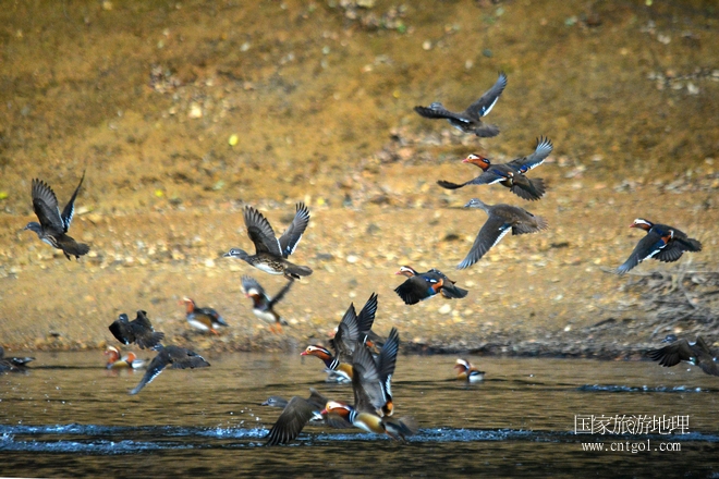 進入初冬，大批野生鴛鴦陸續(xù)飛抵江西婺源縣賦春鎮(zhèn)鴛鴦湖越冬，小精靈們在湖面上或相互依偎、卿卿我我；或隨波逐流、嬉戲打鬧，悠閑自在生活在青山綠水之間，優(yōu)良的水域和豐富的湖畔闊葉林，為鴛鴦過冬提供良好生存環(huán)境，婺源鴛鴦湖已成為亞洲最大的野生鴛鴦越冬棲息地。（攝于12月4日下午）
