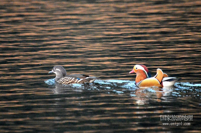 進入初冬，大批野生鴛鴦陸續(xù)飛抵江西婺源縣賦春鎮(zhèn)鴛鴦湖越冬，小精靈們在湖面上或相互依偎、卿卿我我；或隨波逐流、嬉戲打鬧，悠閑自在生活在青山綠水之間，優(yōu)良的水域和豐富的湖畔闊葉林，為鴛鴦過冬提供良好生存環(huán)境，婺源鴛鴦湖已成為亞洲最大的野生鴛鴦越冬棲息地。（攝于12月4日下午）